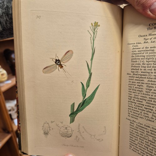 1 - British Entomology Being Illustrations and Descriptions of the Genera
of Insects found in Great Brit... 