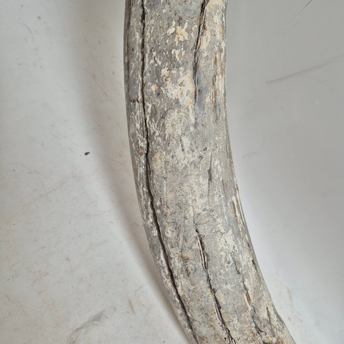 124 - Taxidermy - A fossilised Mammoth tusk, (Mammuthus primigenus), Pleistocene Epoch period, length 96cm