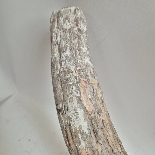 124 - Taxidermy - A fossilised Mammoth tusk, (Mammuthus primigenus), Pleistocene Epoch period, length 96cm