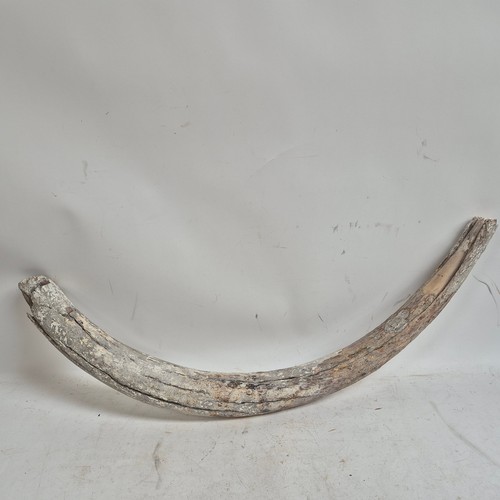 124 - Taxidermy - A fossilised Mammoth tusk, (Mammuthus primigenus), Pleistocene Epoch period, length 96cm