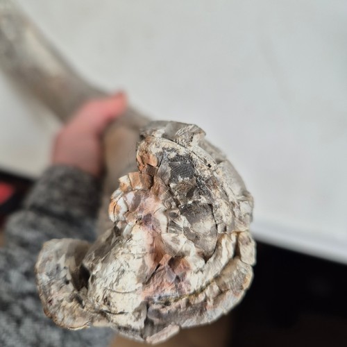 124 - Taxidermy - A fossilised Mammoth tusk, (Mammuthus primigenus), Pleistocene Epoch period, length 96cm