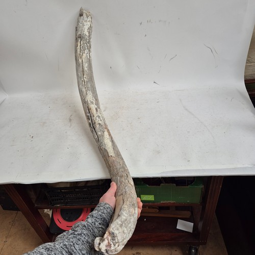 124 - Taxidermy - A fossilised Mammoth tusk, (Mammuthus primigenus), Pleistocene Epoch period, length 96cm