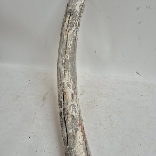 124 - Taxidermy - A fossilised Mammoth tusk, (Mammuthus primigenus), Pleistocene Epoch period, length 96cm