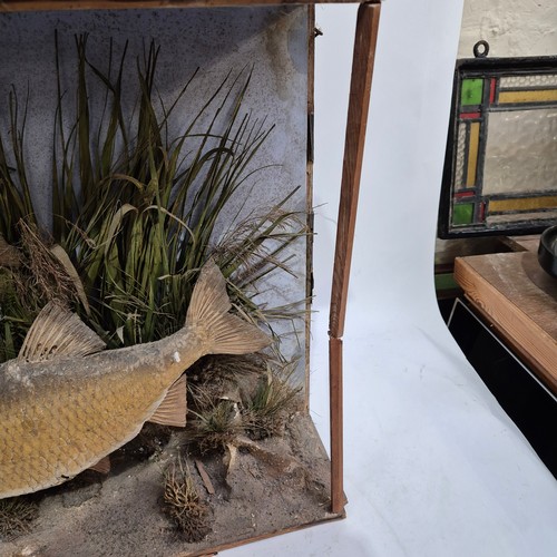 395 - Taxidermy - a Victorian diorama containing three Roach fish specimen, in naturalistic reed bed displ... 