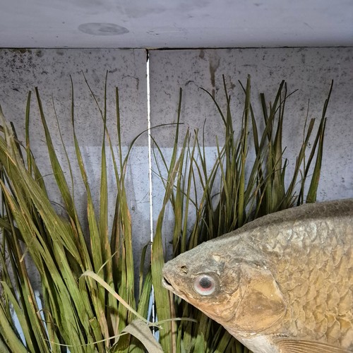 395 - Taxidermy - a Victorian diorama containing three Roach fish specimen, in naturalistic reed bed displ... 