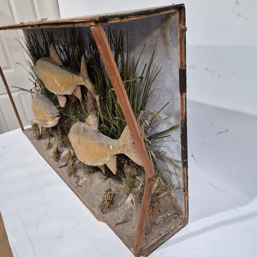 395 - Taxidermy - a Victorian diorama containing three Roach fish specimen, in naturalistic reed bed displ... 