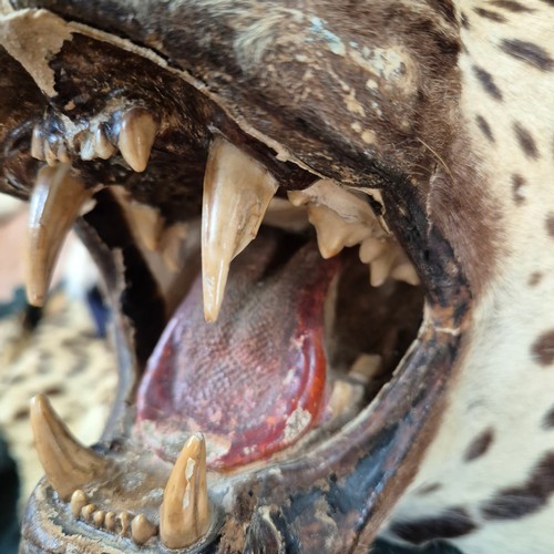 372 - Taxidermy - an antique Indian Leopard skin rug, label to the underside reads 