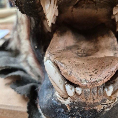 371 - Taxidermy - an antique Tiger skin rug, with open mouth, snarling pose, glass eyes, majority of claws... 