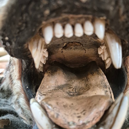 371 - Taxidermy - an antique Tiger skin rug, with open mouth, snarling pose, glass eyes, majority of claws... 