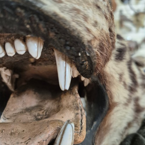 371 - Taxidermy - an antique Tiger skin rug, with open mouth, snarling pose, glass eyes, majority of claws... 