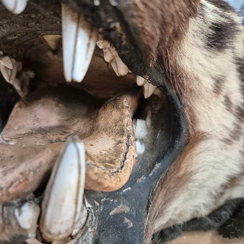 371 - Taxidermy - an antique Tiger skin rug, with open mouth, snarling pose, glass eyes, majority of claws... 