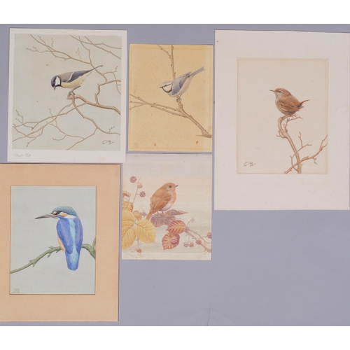 611 - Alfred Brailsford, group of watercolour studies of birds, together with an original typed book by th... 