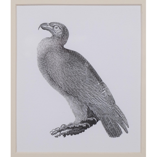 654 - Thomas Bewick (1753-1828), wood engraving on paper, Golden Eagle (1797), 11cm x 10cm, mounted, glaze... 