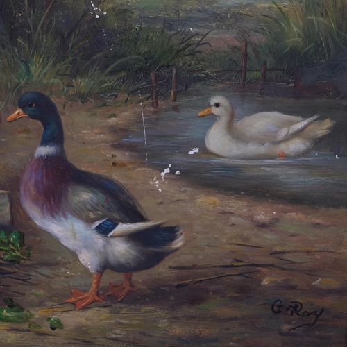 692 - Contemporary study, poultry in the farmyard, oil on board, 20cm x 24cm, framed