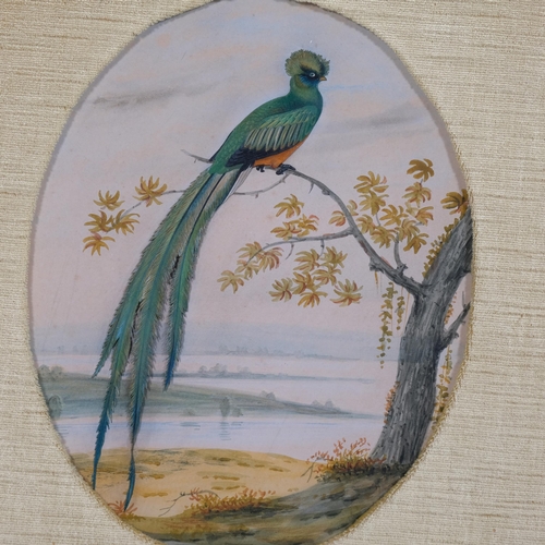 699 - 19th century study of an exotic bird, watercolour/applique, unsigned, in ornate gilt-gesso ribbon fr... 