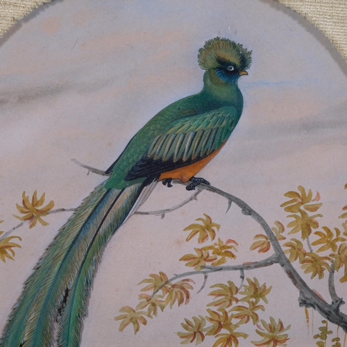 699 - 19th century study of an exotic bird, watercolour/applique, unsigned, in ornate gilt-gesso ribbon fr... 