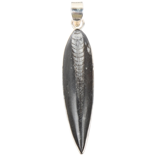 1449 - A large sterling silver orthoceras fossil drop pendant, London 2006, 94.4mm, 22.9g