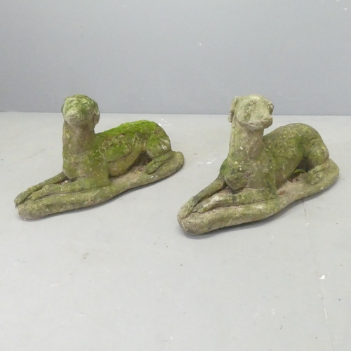 161 - A pair of weathered concrete garden statues, studies of Greyhounds. 60x35x23cm.