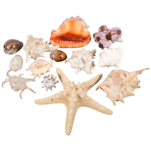 199 - A collection of various seashells, including starfish, conch, etc