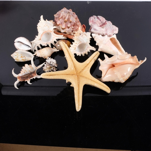 199 - A collection of various seashells, including starfish, conch, etc