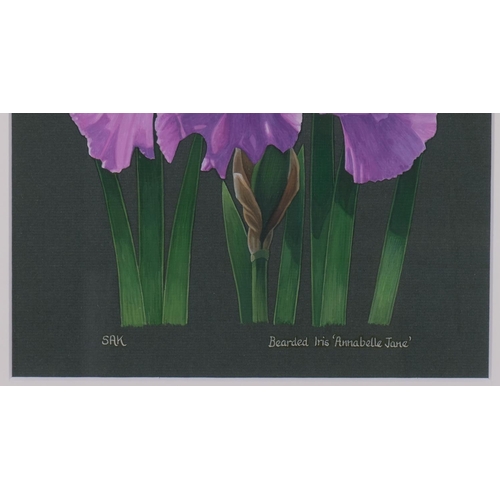 544 - Sally Kerr, bearded iris (botanical study), gouache on paper, signed, 25cm x 20cm, framed