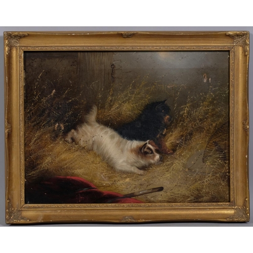 621 - Manner of George Armfield, Terriers ratting, pair of 19th century oils on canvas, signed, 30cm x 40c... 