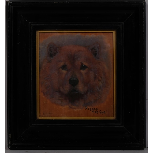 622 - Monica Gray, portrait of a Chow dog, oil on panel, signed, 22cm x 20cm, framed