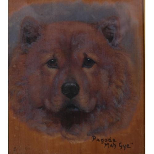 622 - Monica Gray, portrait of a Chow dog, oil on panel, signed, 22cm x 20cm, framed