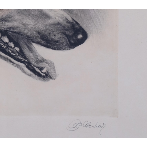 623 - Kurt Meyer-Eberhardt, portrait of a Borzoi dog, coloured etching, signed in pencil, plate 24cm x 30c... 