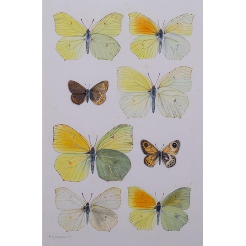 734 - Brian Hargreaves (1935-2011), watercolour on paper, Brimstone and related butterflies, 26.5 cmx 17cm... 