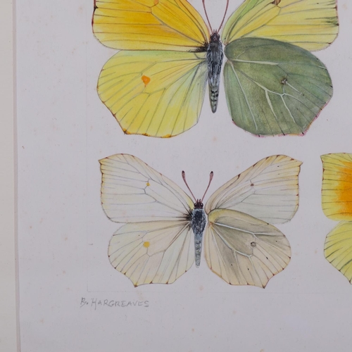 734 - Brian Hargreaves (1935-2011), watercolour on paper, Brimstone and related butterflies, 26.5 cmx 17cm... 