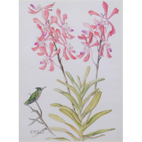 741 - Kathleen Smart (XX-XXI), watercolour on paper, Humming Bird with Orchids, signed, 34cm x 24.5cm. Pro... 