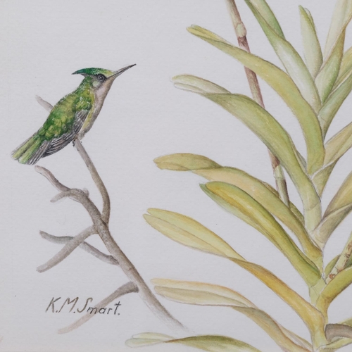 741 - Kathleen Smart (XX-XXI), watercolour on paper, Humming Bird with Orchids, signed, 34cm x 24.5cm. Pro... 