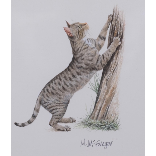 744 - M.McGregor (XX-XXI), signed print on paper, Tabby Cat Scratching Tree, signed in ink, 10cm x 9cm, mo... 