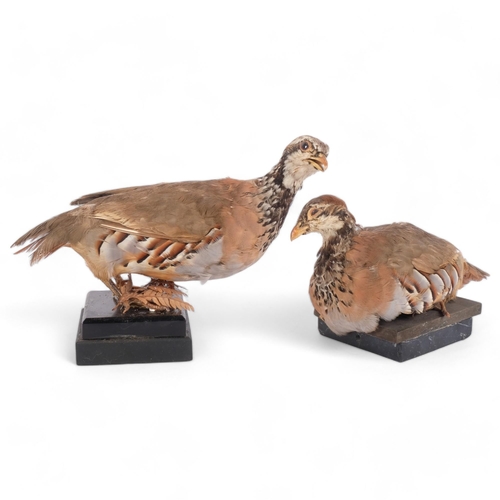 80 - TAXIDERY - 2 red-legged partridges on marble stands