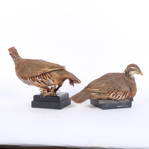 80 - TAXIDERY - 2 red-legged partridges on marble stands