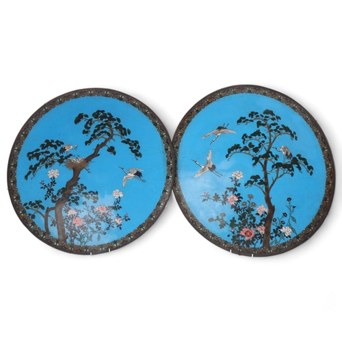 781 - A large pair of Chinese cloisonne enamel wall chargers, decorated with cranes and blossom trees, dia... 