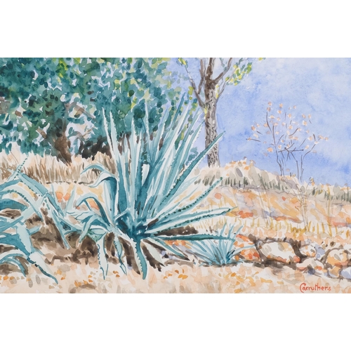 1165 - Derek Carruthers (1935-2021), watercolour on paper, Giant Cactus, signed lower right, 24cm x 35cm, m... 