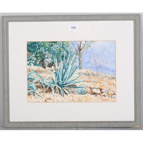 1165 - Derek Carruthers (1935-2021), watercolour on paper, Giant Cactus, signed lower right, 24cm x 35cm, m... 