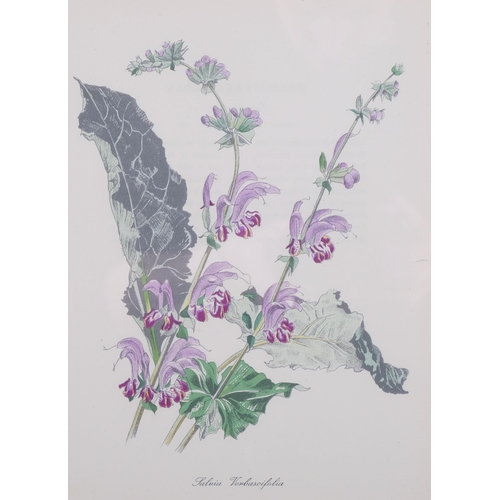 1170 - John Nash (1893-1977) lithograph in colours on paper, Salvia Verbascifolia, 24cm x 19cm, from his En... 