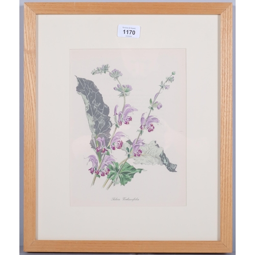 1170 - John Nash (1893-1977) lithograph in colours on paper, Salvia Verbascifolia, 24cm x 19cm, from his En... 