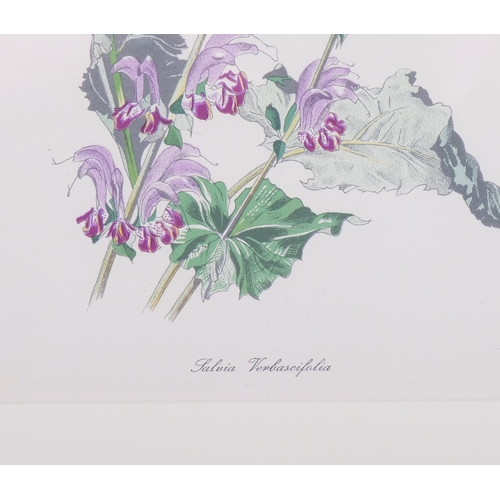 1170 - John Nash (1893-1977) lithograph in colours on paper, Salvia Verbascifolia, 24cm x 19cm, from his En... 