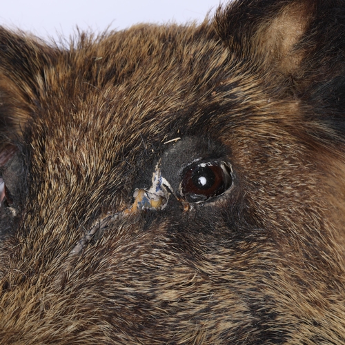 188 - TAXIDERMY - a boar's head on oak shield plaque, depth 52cm