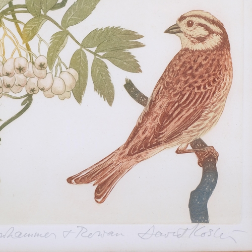 289 - David Koster (1926-2014), line engraving on paper, Yellowhammer and Rowan, signed, titled and number... 