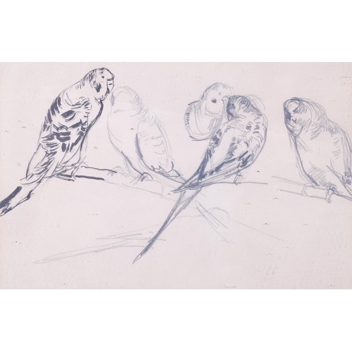 131 - A group of parakeets, ink/pencil sketch, late 19th/early 20th century, unsigned, 20cm x 31cm, framed