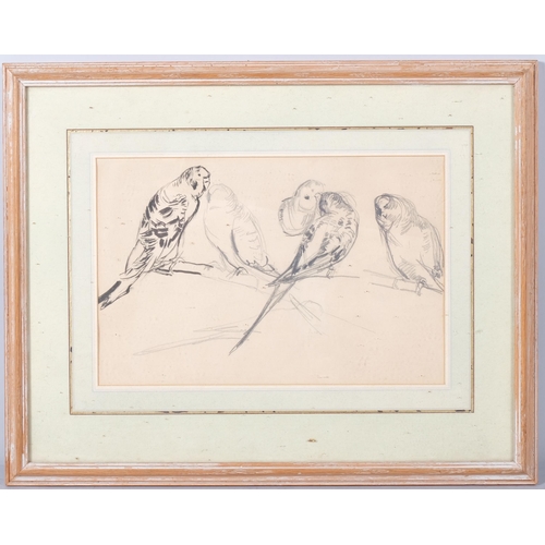 131 - A group of parakeets, ink/pencil sketch, late 19th/early 20th century, unsigned, 20cm x 31cm, framed