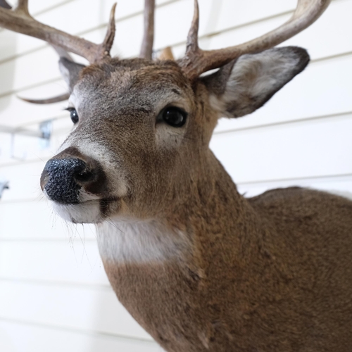 Taxidermy - A White Tail Deer, Shoulder Mount, Slightly Left Facing, 8 