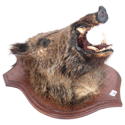 951 - TAXIDERMY - a boars head mounted on oak shield plaque