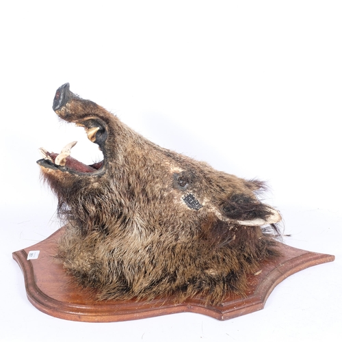 951 - TAXIDERMY - a boars head mounted on oak shield plaque