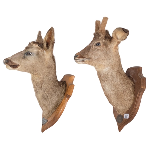 952 - TAXIDERMY - 2 roe deer neck mounts, mounted on oak shield plaques, Oiry 22nd December 1985, and La Q... 